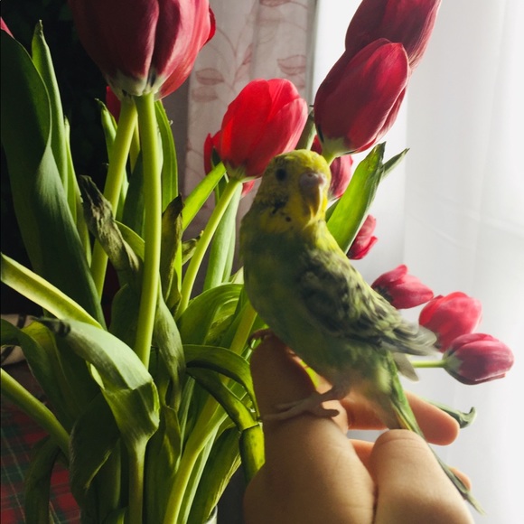 Meet your Posher, Rosellyn - Picture 1 of 1